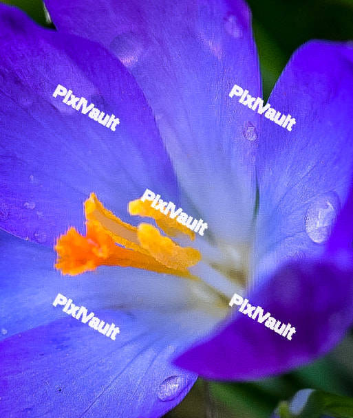 Blue flower petal